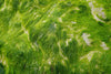 ingredient-image